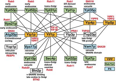 Characteristics and Functions of the Yip1 Domain Family (YIPF), Multi-Span Transmembrane Proteins Mainly Localized to the Golgi Apparatus